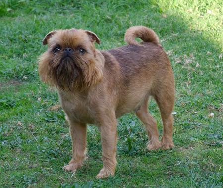 Griffon Bruxellois for sale by KANGOKENNELS