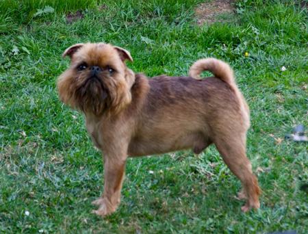 Griffon Bruxellois for sale by KANGO