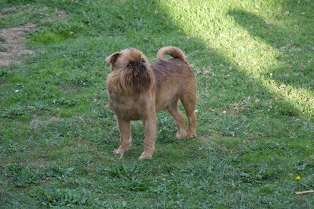 Griffon Bruxellois for sale by KANGO