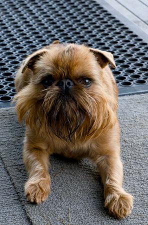 Griffon Bruxellois for sale by KANGO