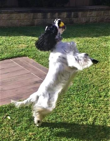 Cocker Spaniel for sale by CLOVERPARK