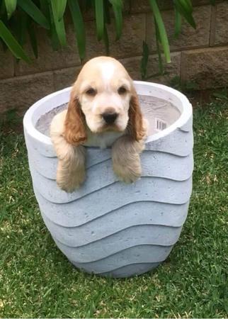 Cocker Spaniel for sale by CLOVERPARK