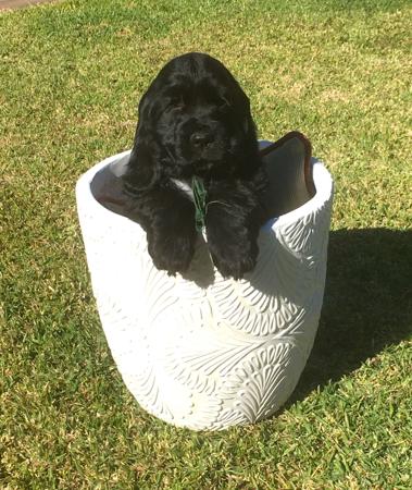 Cocker Spaniel for sale by CLOVERPARK