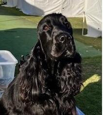 Cocker Spaniel for sale by CLOVERPARK