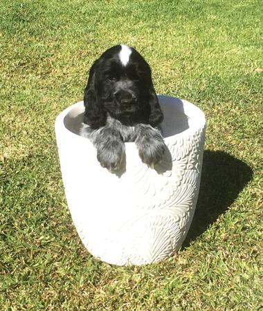 Cocker Spaniel for sale by CLOVERPARK