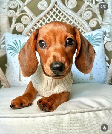 Dachshund (Miniature Smooth Haired) puppy for sale by BASITO