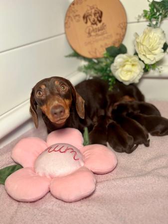 Dachshund (Miniature Smooth Haired) puppy for sale by BASITO