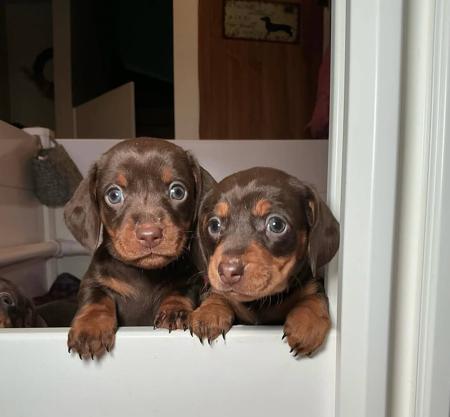Dachshund (Miniature Smooth Haired) puppy for sale by BASITO