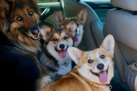 Welsh Corgi (Pembroke) for sale by MILKENUNNY