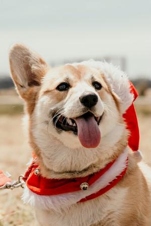 Welsh Corgi (Pembroke) for sale by MILKENUNNY