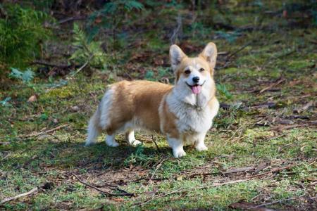 Welsh Corgi (Pembroke) for sale by MILKENUNNY