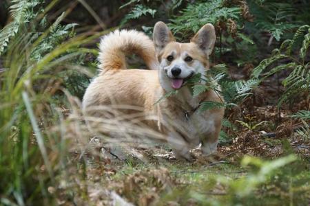 Welsh Corgi (Pembroke) for sale by MILKENUNNY