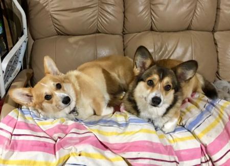 Welsh Corgi (Pembroke) for sale by MILKENUNNY