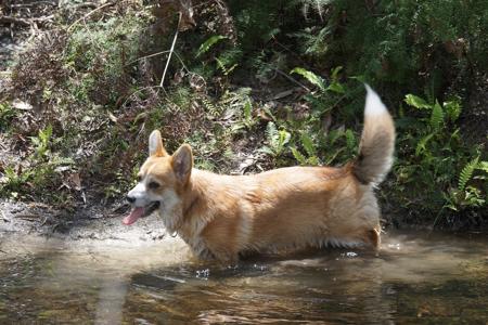 Welsh Corgi (Pembroke) for sale by MILKENUNNY