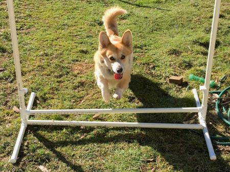 Welsh Corgi (Pembroke) for sale by MILKENUNNY