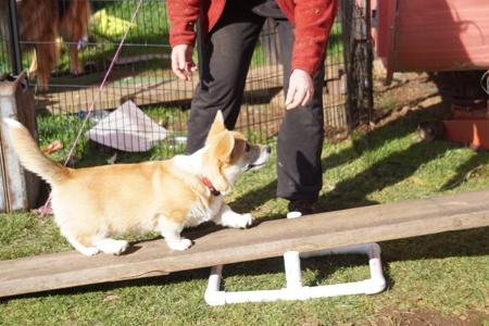 Welsh Corgi (Pembroke) for sale by MILKENUNNY
