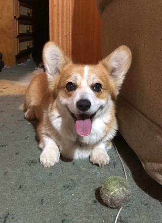 Welsh Corgi (Pembroke) for sale by MILKENUNNY
