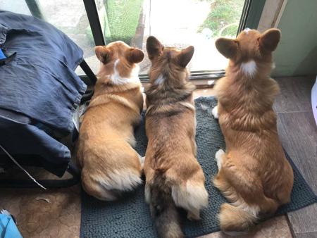 Welsh Corgi (Pembroke) for sale by MILKENUNNY