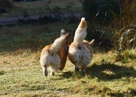 Welsh Corgi (Pembroke) for sale by MILKENUNNY