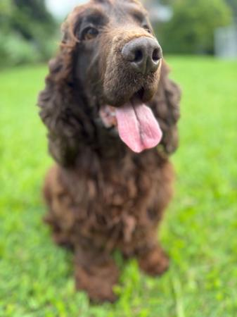 Cocker Spaniel for sale by DOGAPHORIC