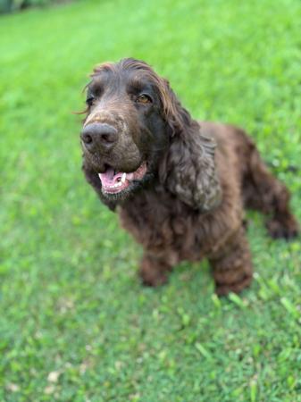 Cocker Spaniel for sale by DOGAPHORIC