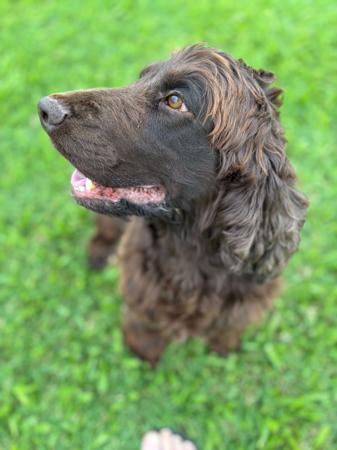 Cocker Spaniel for sale by DOGAPHORIC