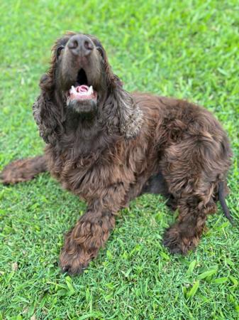 Cocker Spaniel for sale by DOGAPHORIC