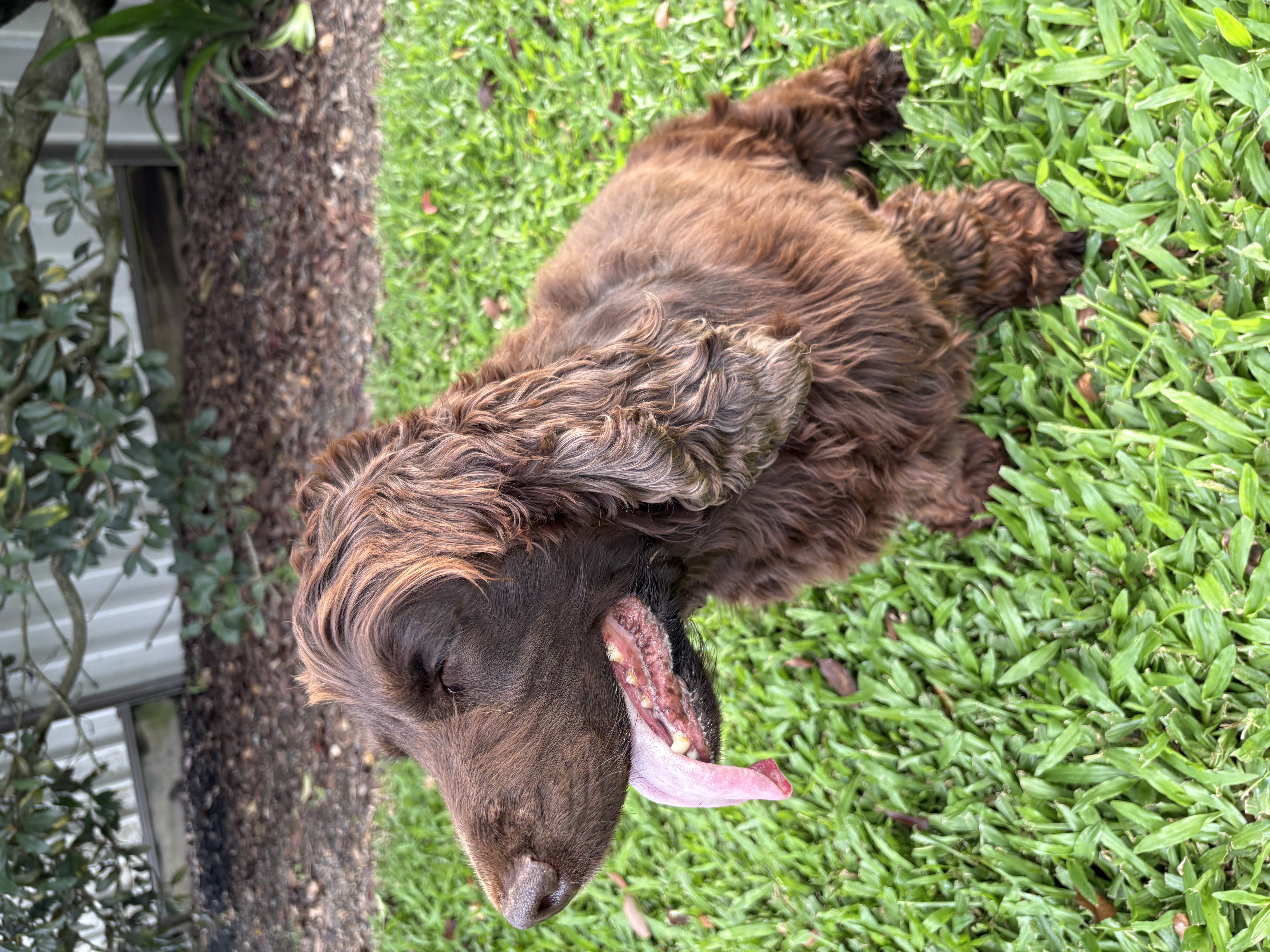 Cocker Spaniel for sale by DOGAPHORIC