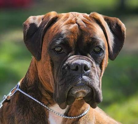 Boxer for sale by WINNKAT