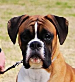 Boxer for sale by WEEACRE