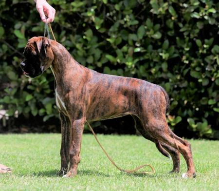 Boxer for sale by WEEACRE