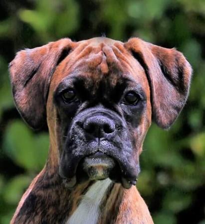 Boxer for sale by WEEACRE