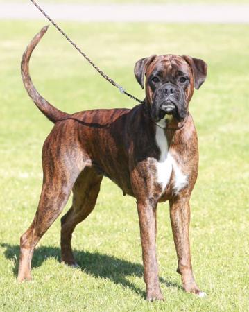 Boxer for sale by WEEACRE