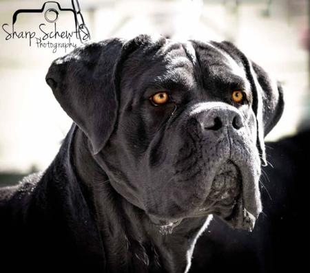 Cane Corso dog for sale by ROMACOR