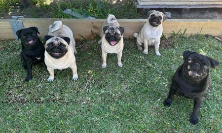 Pug for sale by TAUREAUXROUG