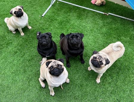 Pug for sale by TAUREAUXROUG