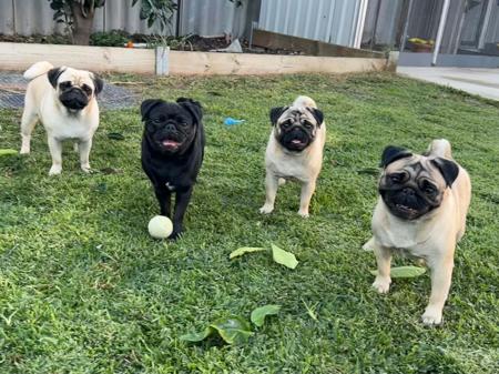 Pug for sale by TAUREAUXROUG