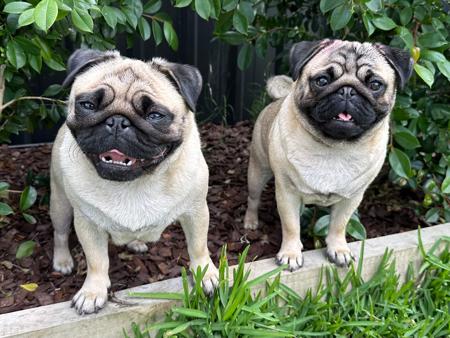 Pug for sale by REDHEADS