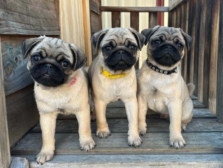 Pug for sale by TAUREAUXROUG