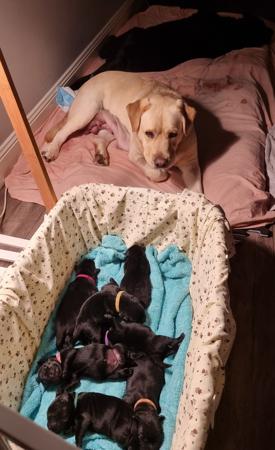 Labrador Retriever for sale by EVERSLY