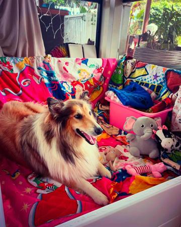 Collie (Rough) for sale by NEIVA