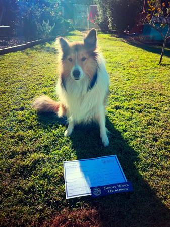 Collie (Rough) for sale by NEIVA