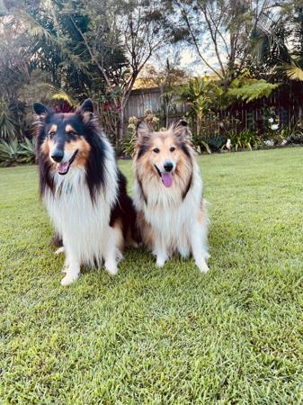 Collie (Rough) for sale by NEIVA