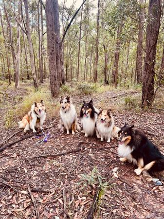 Collie (Rough) for sale by NEIVA