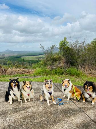 Collie (Rough) for sale by NEIVA