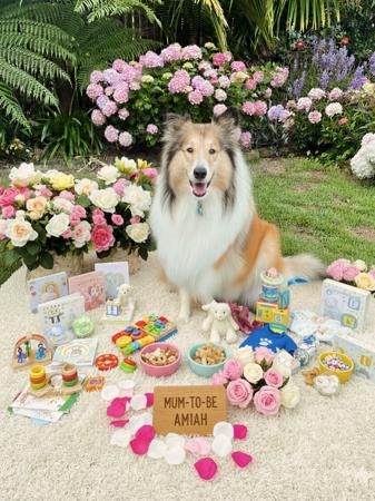 Collie (Rough) for sale by NEIVACOLLIES