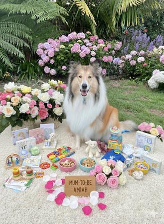 Collie (Rough) puppy for sale by NEIVACOLLIES