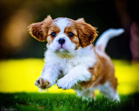 Cavalier King Charles Spaniel for sale by JENDAVIES