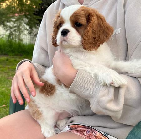 Cavalier King Charles Spaniel for sale by CAVLYPSO