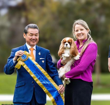 Cavalier King Charles Spaniel for sale by CAVLYPSO